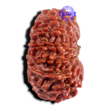Load image into Gallery viewer, 17 Mukhi Nepalese Rudraksha - Bead No. 21