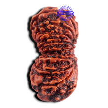 Load image into Gallery viewer, 17 Mukhi Nepalese Gaurishankar Rudraksha - Bead No. 23
