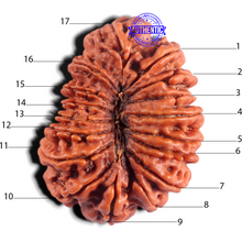 Load image into Gallery viewer, 17 Mukhi Rudraksha from Nepal - Bead No. 17
