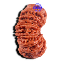 Load image into Gallery viewer, 17 Mukhi Rudraksha from Nepal - Bead No. 17