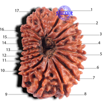 Load image into Gallery viewer, 17 Mukhi Nepalese Rudraksha - Bead No. 63