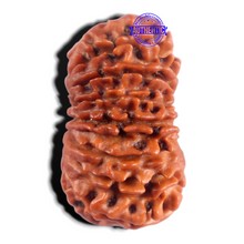 Load image into Gallery viewer, 17 Mukhi Nepalese Rudraksha - Bead No. 63