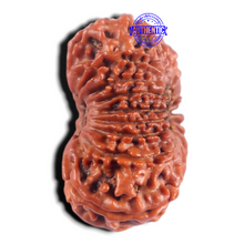 Load image into Gallery viewer, 17 Mukhi Nepalese Rudraksha - Bead No. 63