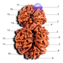 Load image into Gallery viewer, 17 Mukhi Nepalese Gaurishankar Rudraksha - Bead No. 65