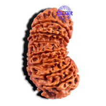Load image into Gallery viewer, 17 Mukhi Nepalese Gaurishankar Rudraksha - Bead No. 65