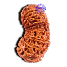 Load image into Gallery viewer, 17 Mukhi Nepalese Gaurishankar Rudraksha - Bead No. 65