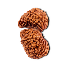 Load image into Gallery viewer, 17 Mukhi Nepalese Gaurishankar Rudraksha - Bead No. 67