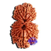 Load image into Gallery viewer, 17 Mukhi Nepalese Gaurishankar Rudraksha - Bead No. 64