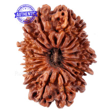Load image into Gallery viewer, 17 Mukhi Nepalese Rudraksha - Bead No. 28