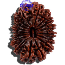 Load image into Gallery viewer, 17 Mukhi Nepalese Rudraksha - Bead No. 45