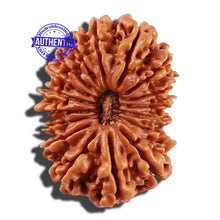 Load image into Gallery viewer, 17 Mukhi Nepalese Rudraksha - Bead No. 47