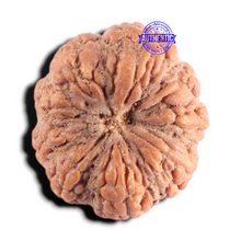 Load image into Gallery viewer, 8 Mukhi Rudraksha from Indonesia - Bead No. 17