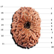 Load image into Gallery viewer, 17 Mukhi Rudraksha from Indonesia - Bead No. 232