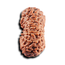 Load image into Gallery viewer, 17 Mukhi Rudraksha from Indonesia - Bead No. 232