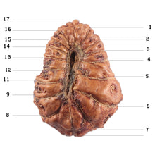 Load image into Gallery viewer, 17 Mukhi Rudraksha from Indonesia - Bead No. 234