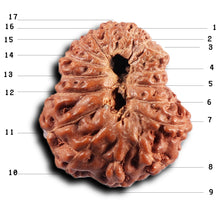 Load image into Gallery viewer, 17 Mukhi Rudraksha from Indonesia - Bead No. 235