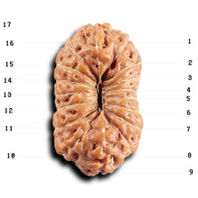 Load image into Gallery viewer, 17 Mukhi Rudraksha from Indonesia - Bead No. 236