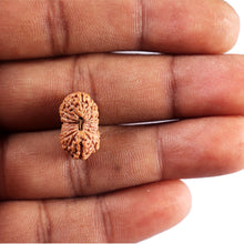 Load image into Gallery viewer, 17 Mukhi Rudraksha from Indonesia - Bead No. 236