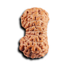 Load image into Gallery viewer, 17 Mukhi Rudraksha from Indonesia - Bead No. 236