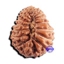 Load image into Gallery viewer, 17 Mukhi Rudraksha from Indonesia - Bead No. 238