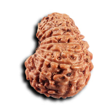 Load image into Gallery viewer, 17 Mukhi Rudraksha from Indonesia - Bead No. 238