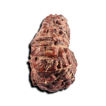 Load image into Gallery viewer, 17 Mukhi Rudraksha from Indonesia - Bead No. 239