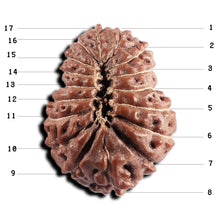 Load image into Gallery viewer, 17 Mukhi Rudraksha from Indonesia - Bead No. 240