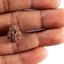 Load image into Gallery viewer, 17 Mukhi Rudraksha from Indonesia - Bead No. 240
