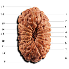 Load image into Gallery viewer, 17 Mukhi Rudraksha from Indonesia - Bead No. 242