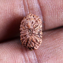 Load image into Gallery viewer, 17 Mukhi Rudraksha from Indonesia - Bead No. 242