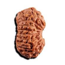 Load image into Gallery viewer, 17 Mukhi Rudraksha from Indonesia - Bead No. 242