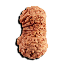 Load image into Gallery viewer, 17 Mukhi Rudraksha from Indonesia - Bead No. 244
