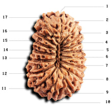 Load image into Gallery viewer, 17 Mukhi Rudraksha from Indonesia - Bead No. 245