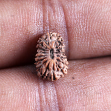 Load image into Gallery viewer, 17 Mukhi Rudraksha from Indonesia - Bead No. 245