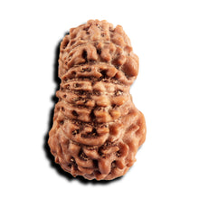 Load image into Gallery viewer, 17 Mukhi Rudraksha from Indonesia - Bead No. 245
