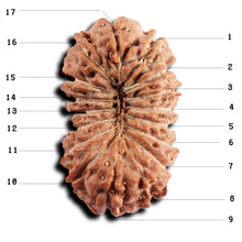 Load image into Gallery viewer, 17 Mukhi Rudraksha from Indonesia - Bead No. 246