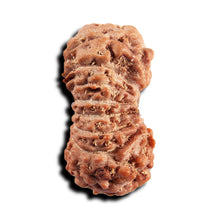 Load image into Gallery viewer, 17 Mukhi Rudraksha from Indonesia - Bead No. 246