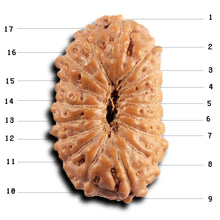 Load image into Gallery viewer, 17 Mukhi Rudraksha from Indonesia - Bead No. 248