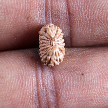 Load image into Gallery viewer, 17 Mukhi Rudraksha from Indonesia - Bead No. 248