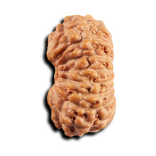 Load image into Gallery viewer, 17 Mukhi Rudraksha from Indonesia - Bead No. 248