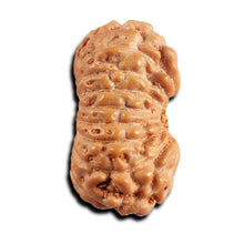 Load image into Gallery viewer, 17 Mukhi Rudraksha from Indonesia - Bead No. 248