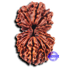 Load image into Gallery viewer, 17 Mukhi Nepalese Rudraksha - Bead No. 68