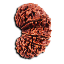Load image into Gallery viewer, 17 Mukhi Nepalese Rudraksha - Bead No. 68