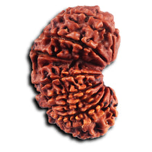 Load image into Gallery viewer, 17 Mukhi Nepalese Rudraksha - Bead No. 68
