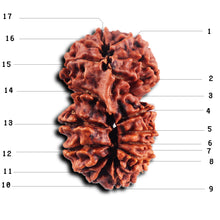Load image into Gallery viewer, 17 Mukhi Nepalese Rudraksha - Bead No. 68