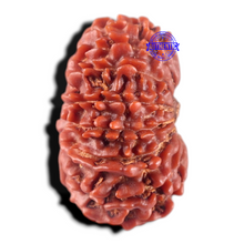 Load image into Gallery viewer, 17 Mukhi Nepalese Rudraksha - Bead No. 21