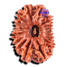 Load image into Gallery viewer, 17 Mukhi Nepalese Rudraksha - Bead No. 63