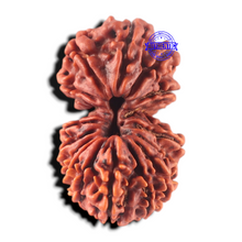 Load image into Gallery viewer, 17 Mukhi Nepalese Rudraksha - Bead No. 68
