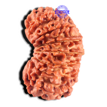 Load image into Gallery viewer, 17 Mukhi Nepalese Rudraksha - Bead No. 70