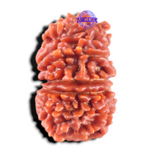 Load image into Gallery viewer, 17 Mukhi Nepalese Rudraksha - Bead No. 71